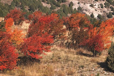 Meilleure saison pour voyager au Kirghizistan. Automne