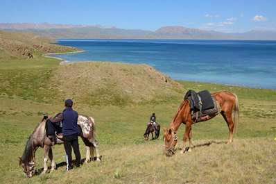 Horses in Kyrgyzstan