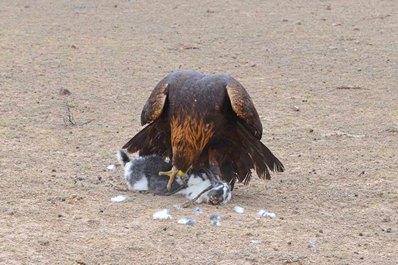キルギスでのワシ狩り