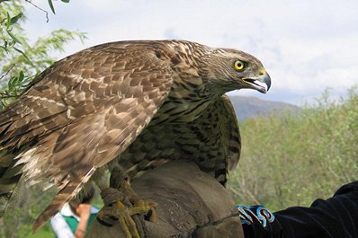 Hunting bird festival, Kyrgyzstan