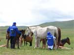 Horses, Baytur Sanatorium