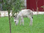 Foal, Farmer complex Chon-Terek Sanatorium