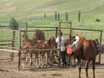 Horses, Farmer complex Chon-Terek Sanatorium