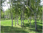 Yard, Blue Issyk-Kul Sanatorium