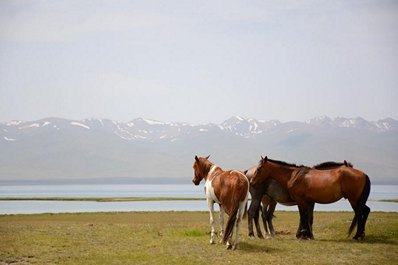 Fauna of Kyrgyzstan