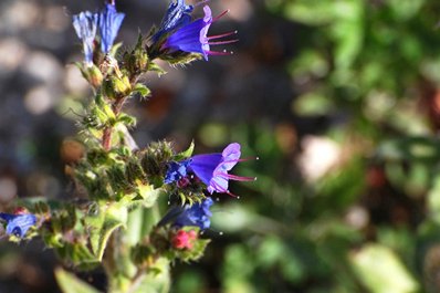 Flora of Kyrgyzstan