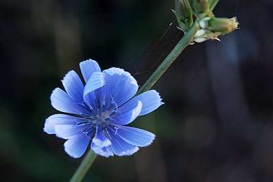Флора Кыргызстана