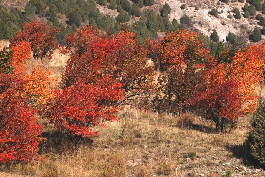 Nature of Kyrgyzstan. Ala-Archa National Park