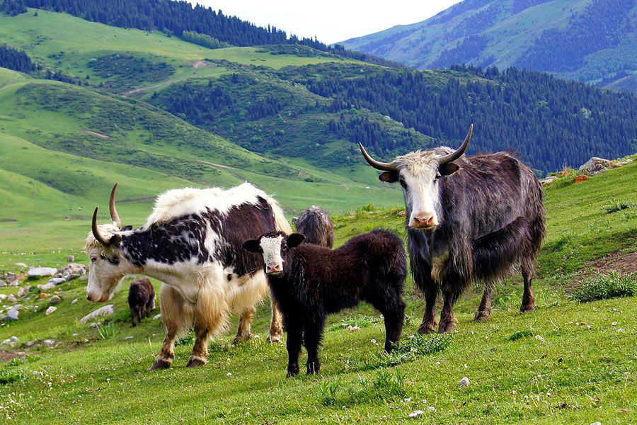 Semyonovka gorge, Kyrgyzstan