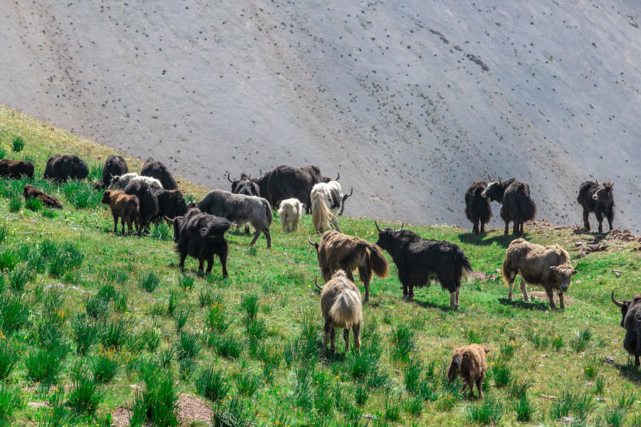 Trekking to Obzorny Peak