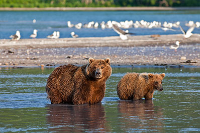 Wildlife-watching