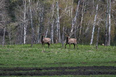 Kaimskoye