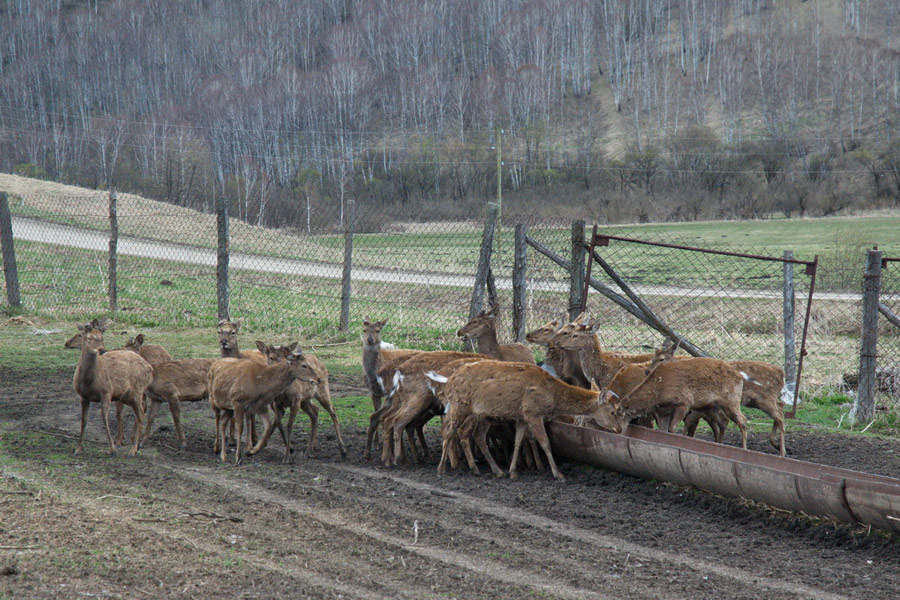 Enclosure for Marals