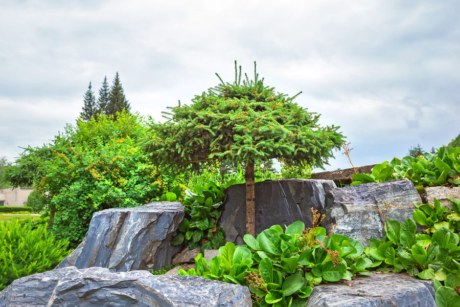 Siberian Botanical Garden, Novosibirsk