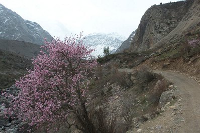 Когда лучше ехать в Таджикистан. Весна.