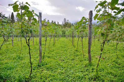 Bodega Marani de la familia Oda, Georgia