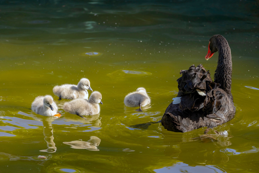 Swans, Kuğulu Park, Ankara Swans, Kuğulu Park, Ankara