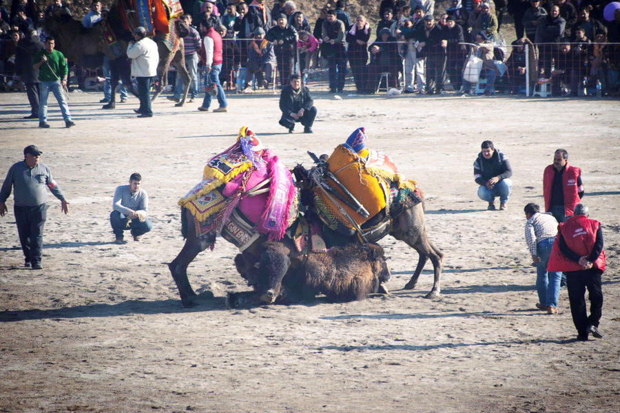 Camel Wrestling Festival, İncirliova