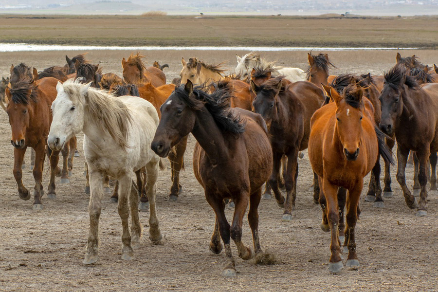 Wild Horses, Central Anatolia Region