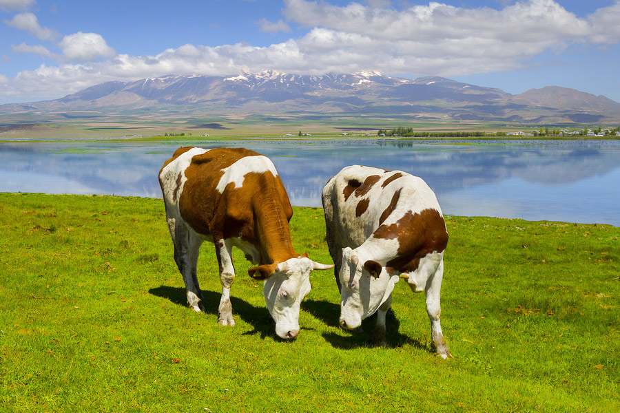 Van Lake, Eastern Anatolia Region