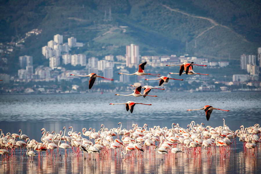 Gediz Delta’s Flamingo Road near Izmir