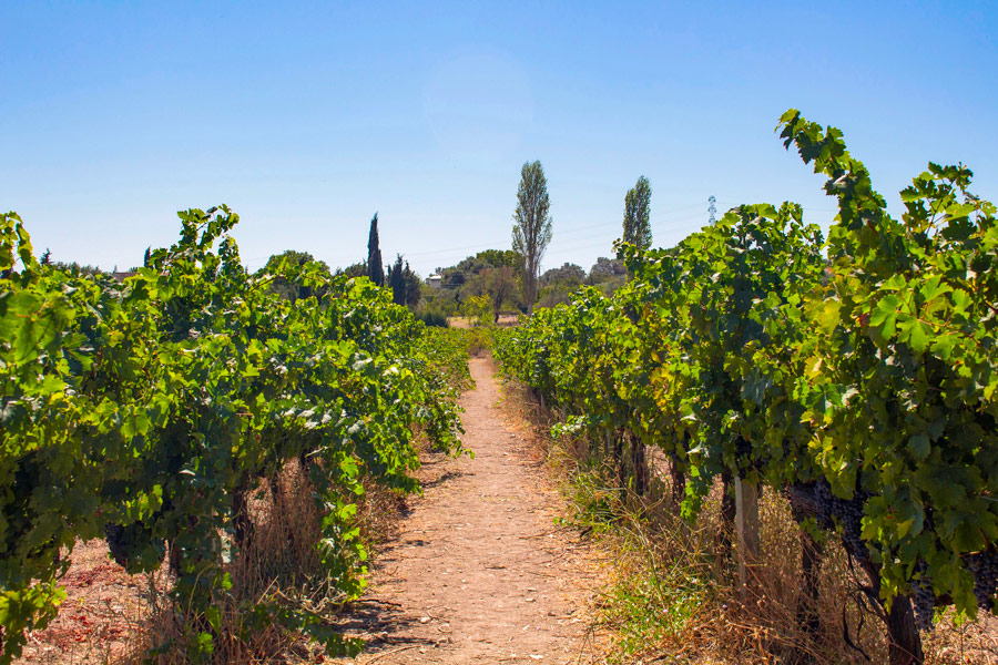Urla Vineyard Route, Izmir