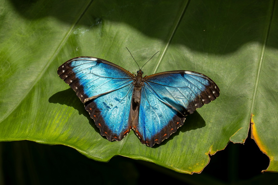 Konya Tropical Butterfly Garden