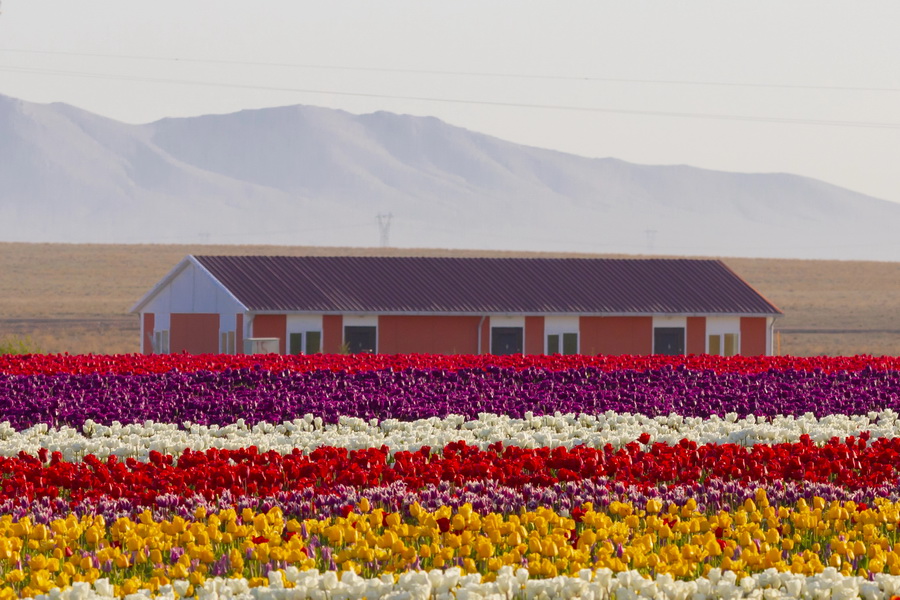 Tulip Fields near Konya