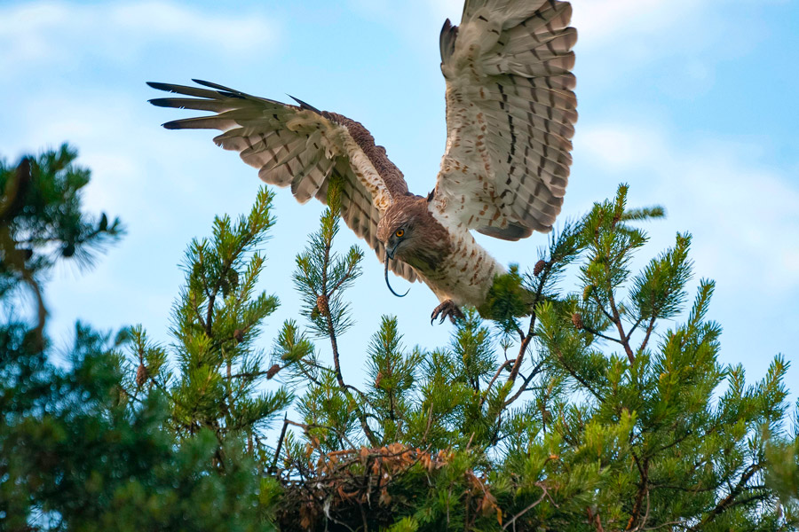 Birdwatching in Marmaris Birdwatching in Marmaris, Things to Do in Marmaris