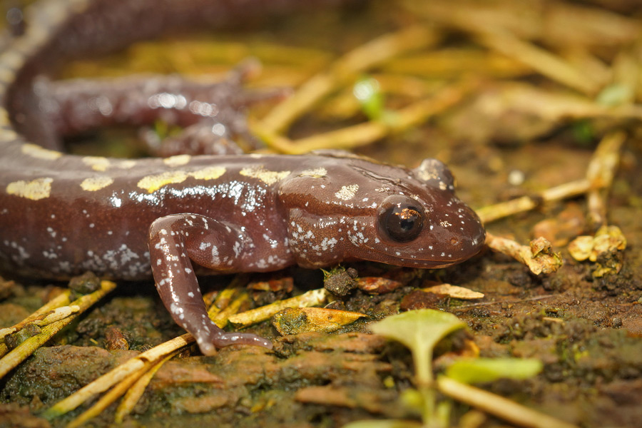 Caucasian Salamander, Legal Framework for Conservation Policies
