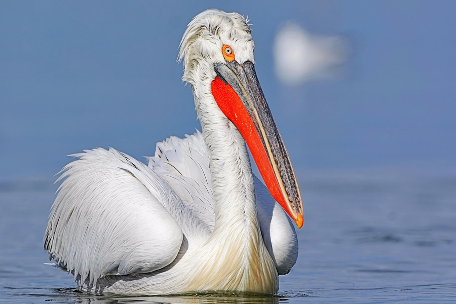 The Crested Pelican (Pelecanus crispus)