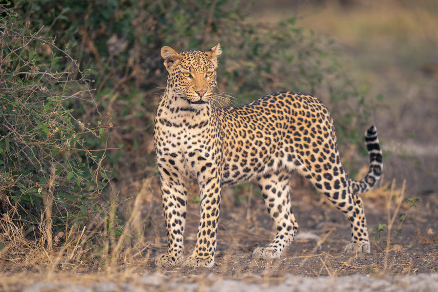 Endangered Species in Turkey - Conservation Efforts You Can Support