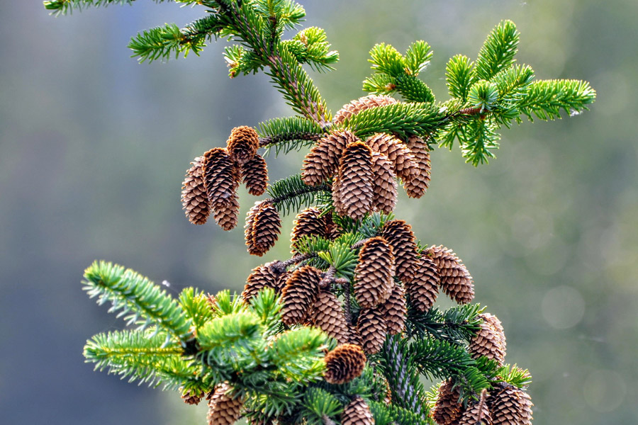 Kazdaği Fir (Abies equi-trojani)