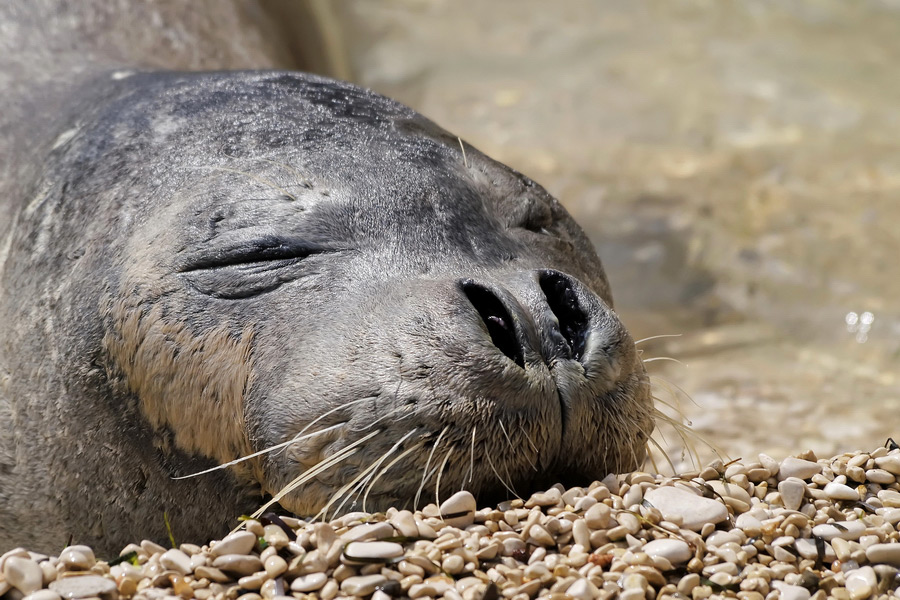 Mediterranean Monk Seal (Monachus monachus)