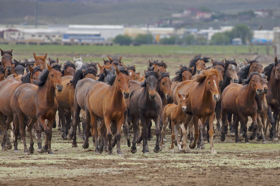 Yilki Horses, Nature of Turkey