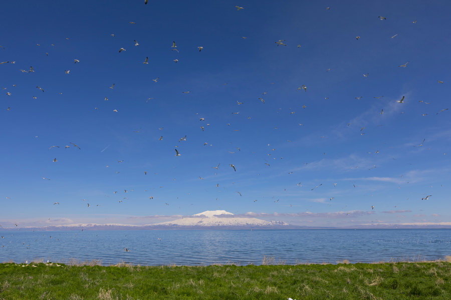Birdwatching, Lake Van