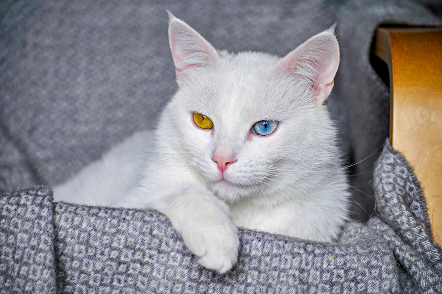 Van Cat Villa