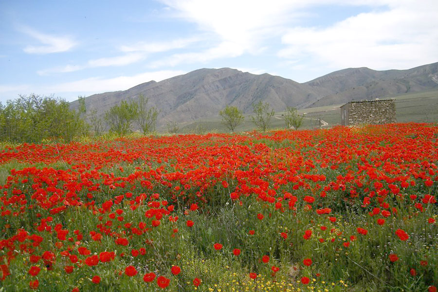 Best Time to Visit Turkmenistan, Spring