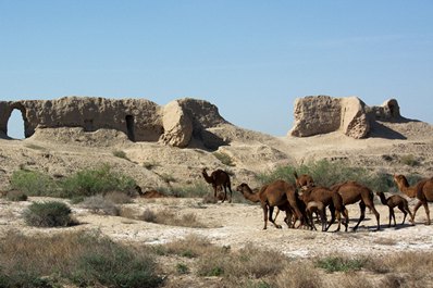 Chameaux près de Gyaur-Kala, Merv, Turkménistan
