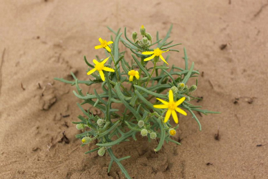 トルクメニスタンの植物相