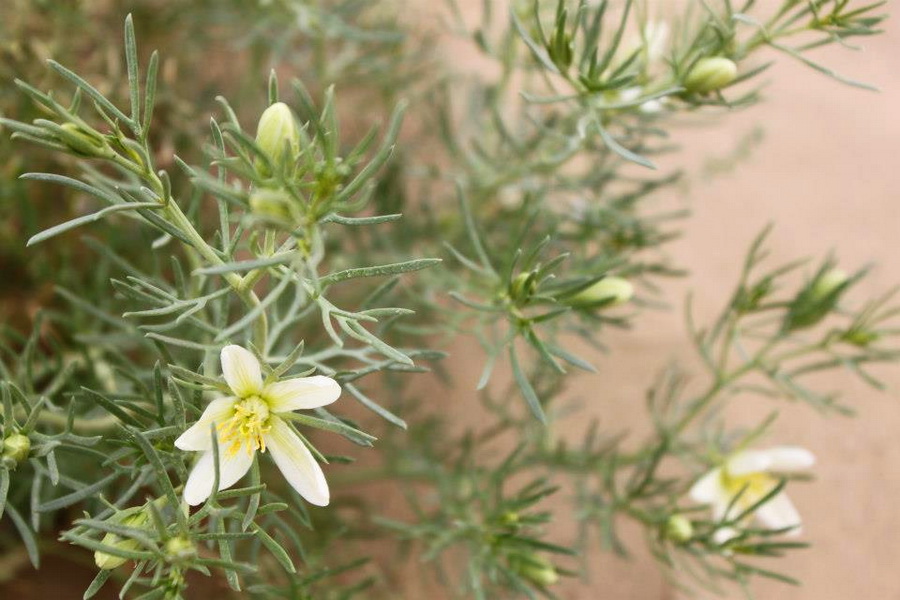 トルクメニスタンの植物相