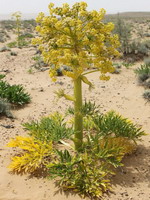 Flora of Turkmenistan