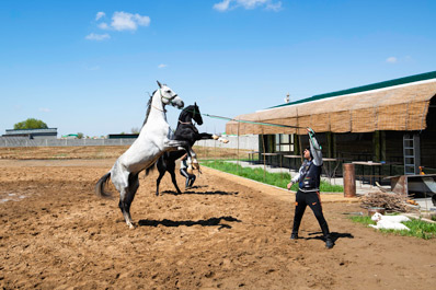 Akhalteke Horse Stables