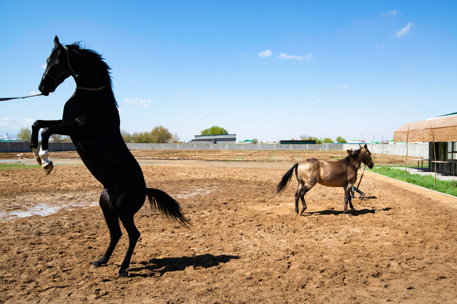 Akhalteke Horse Stables
