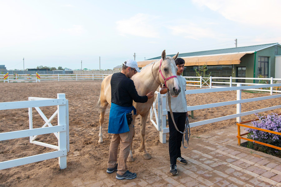 Cuadras de caballos Akhalteke, cerca de Ashgabat