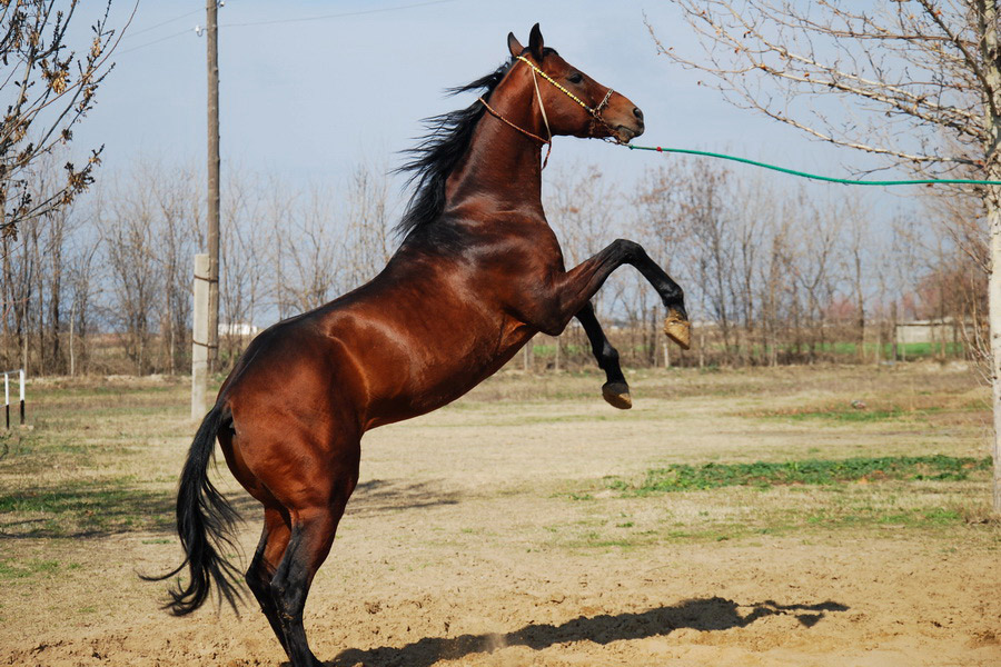 Akhalteke horses