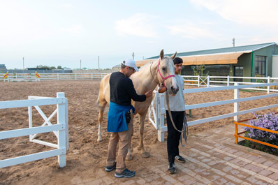 Cuadras de caballos Akhalteke, cerca de Ashgabat