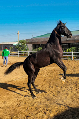 Akhal-Teke Horses, Turkmenistan