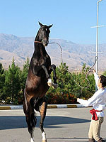 Treasures of Turkmenistan, Akhaltekins