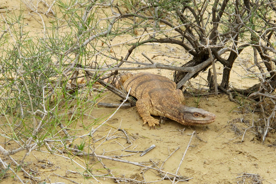 Naturaleza de Turkmenistán